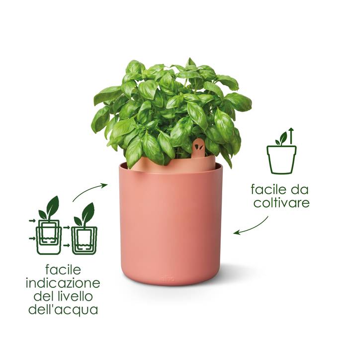 bouncy basil leaf green